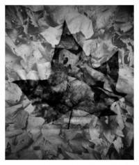Laub / Blatt - 04.09.2014