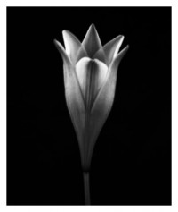 flower - 10.09.2014