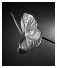 flower - 13.09.2014