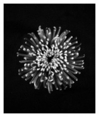 flower - 14.09.2014