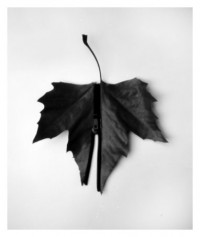 leaf - 16.03.2015