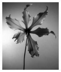 Gloriosa - 18.09.2014