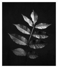 leaves - 20.09.2014