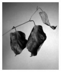 dry leaves - 24.01.2015