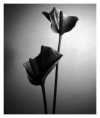 flower - 25.09.2014