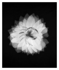 flower mosaic - 27.09.2014