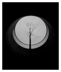 urban tree - 28.05.2014