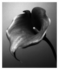 Calla - 30.09.2014